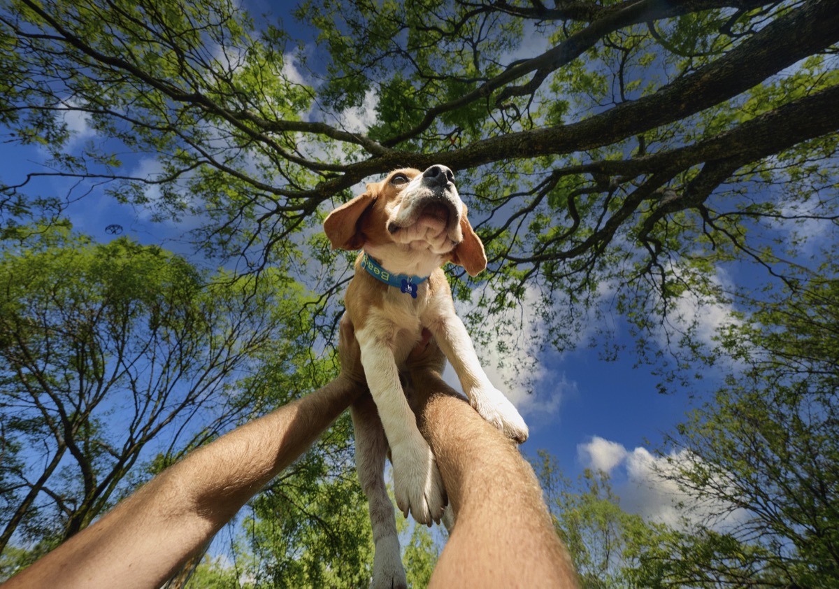 Perrito Beagle