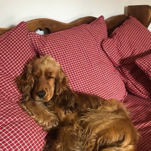 Chiqui, cocker spaniel